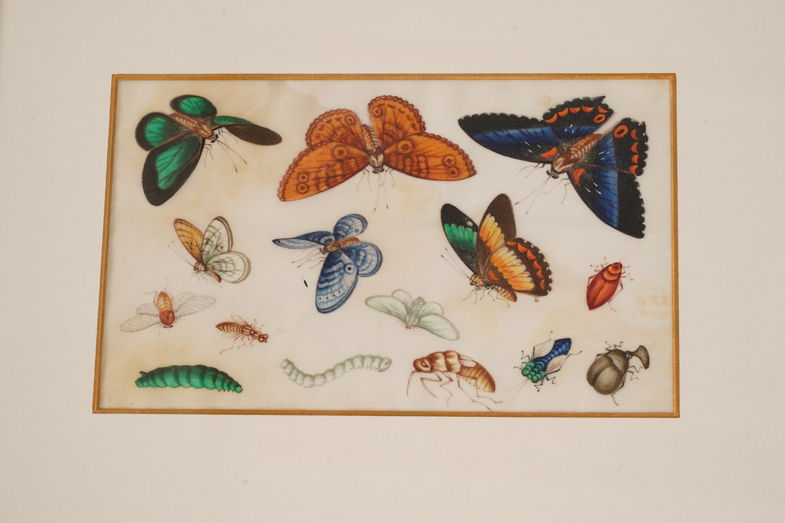 Chinese School , (mid 19th century), Butterfly and insect studies, A set of eight watercolours on pith paper, each image 16 x 26cm, staining